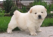 male and female chow chow pups for re homing