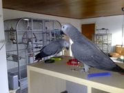 hand fed african grey parrots for sale